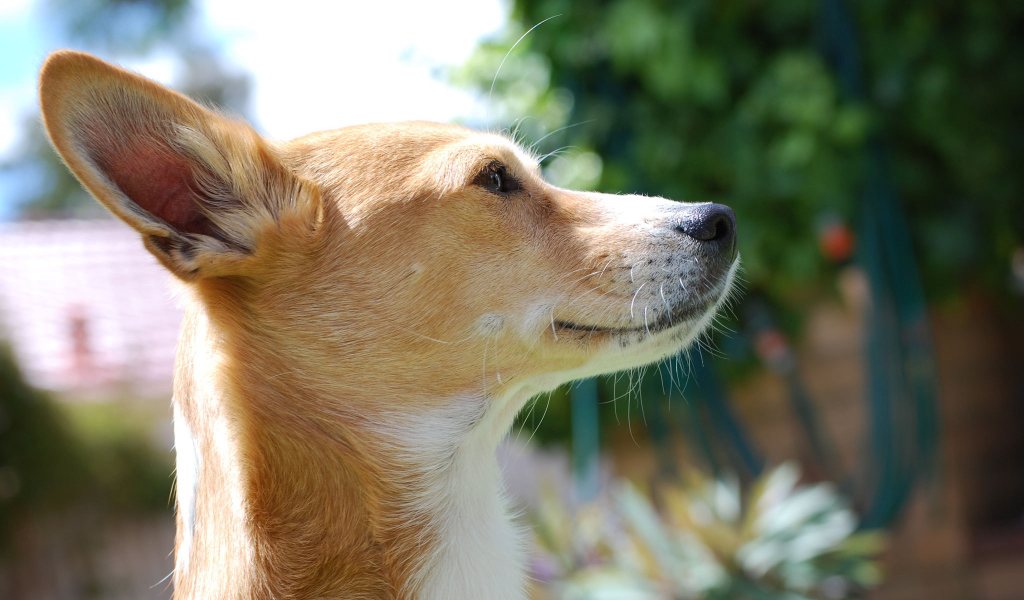 Собака породы басенджи любит солнце