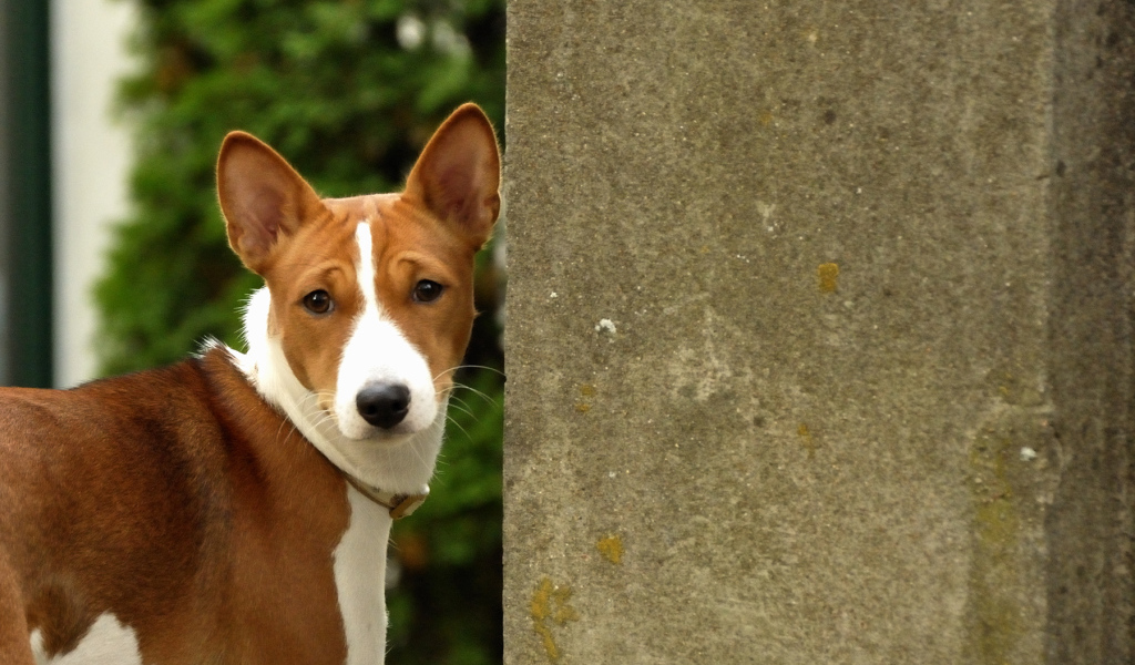 Собака породы басенджи возле бетонной стены