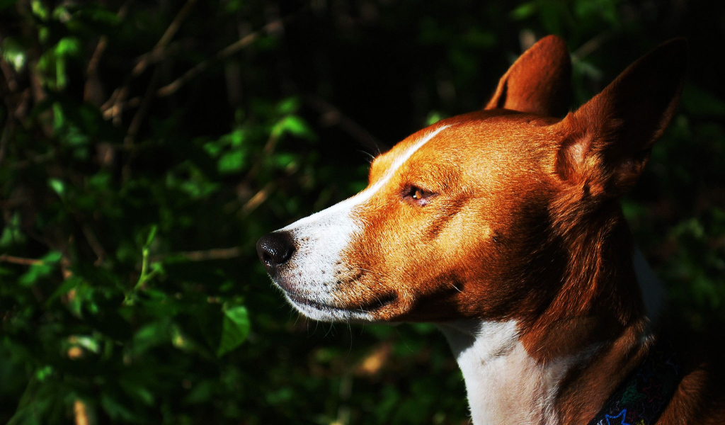 Собака породы басенджи на фоне кустарника