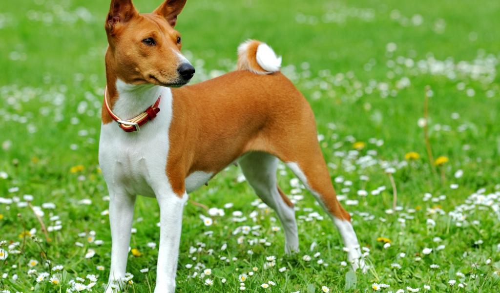 Собака породы басенджи на погулке