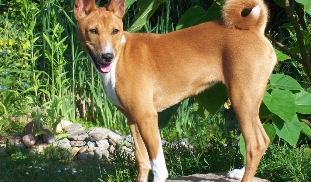 Собака породы басенджи позирует на камне