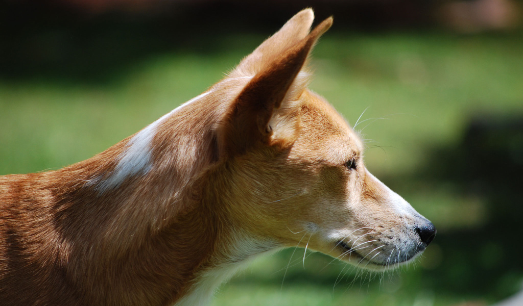 Собака породы басенджи позирует на улице