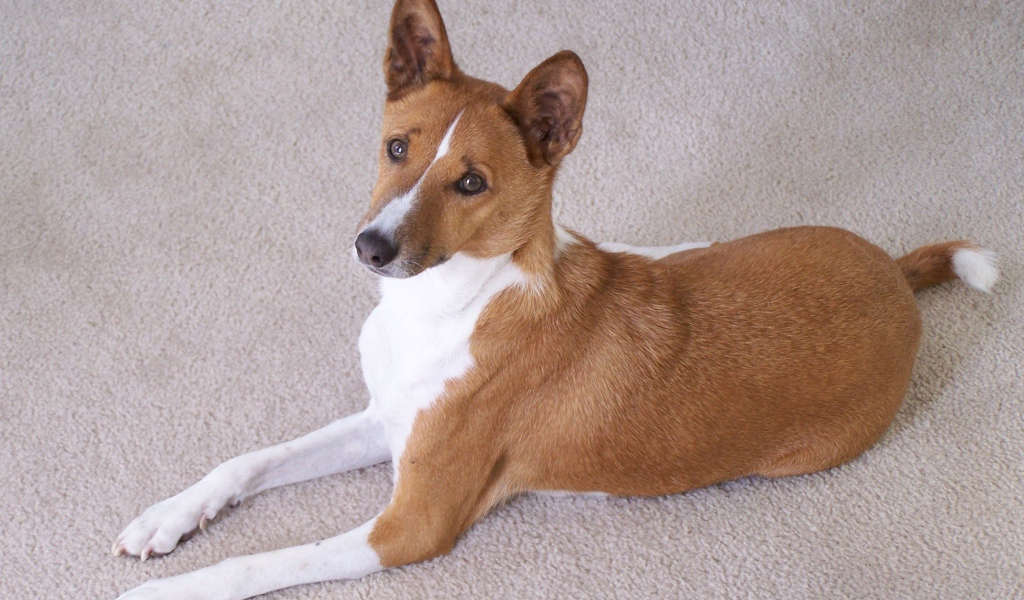 Собака породы басенджи позирует на белом ковре