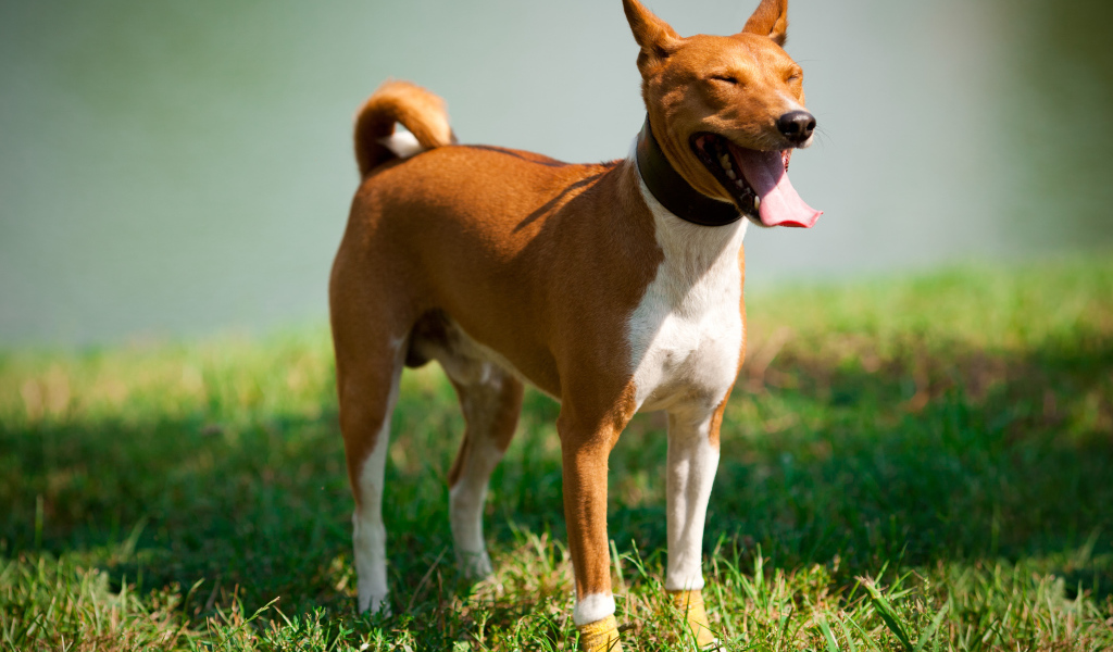 Собака породы басенджи щурится