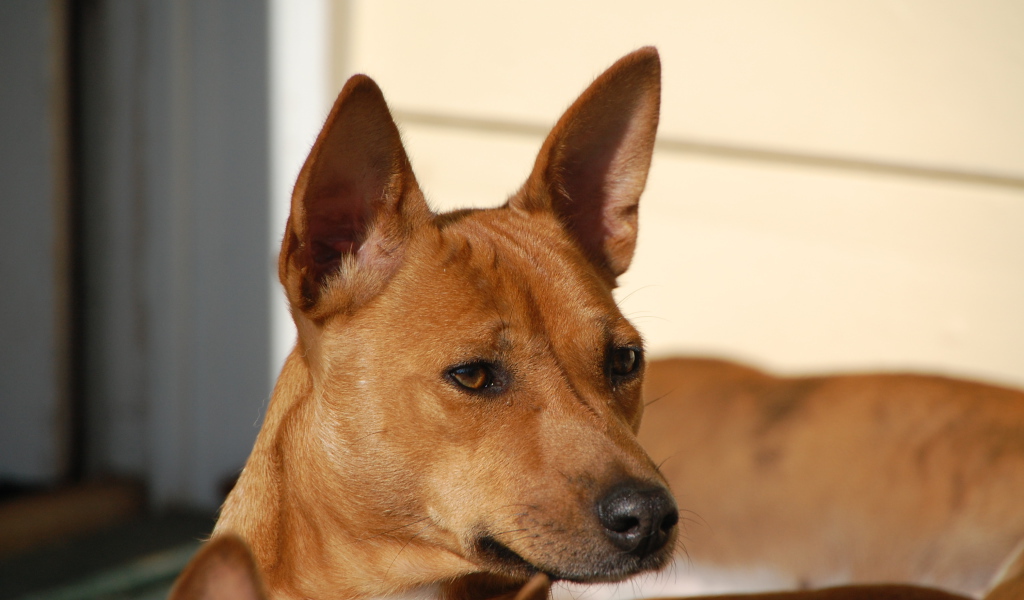 Собака породы басенджи пристально смотрит