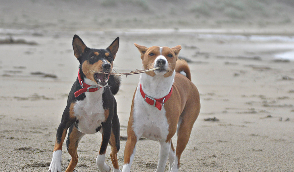 Собаки породы басенджи играют на песке