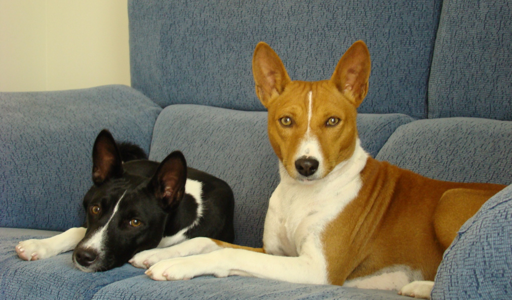 Собаки породы басенджи отдыхают на диване