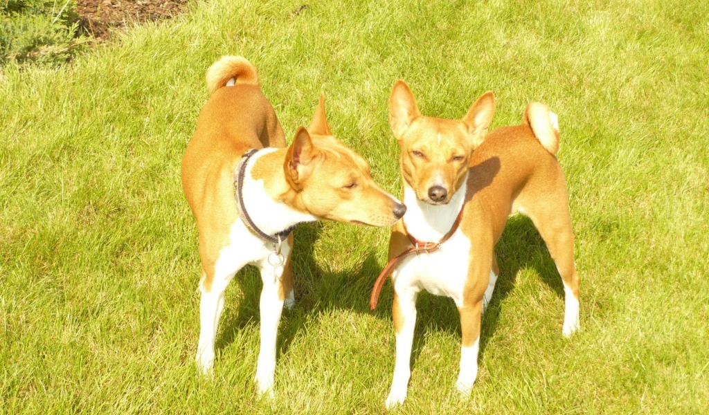 Две собаки породы басенджи на траве