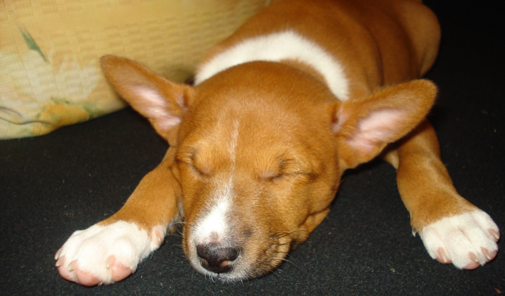 Щенок породы басенджи уснул