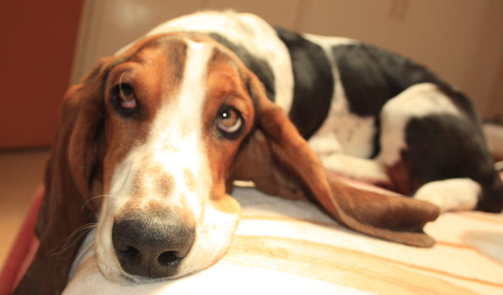 Бассет-хаунд о чём-то мечтает