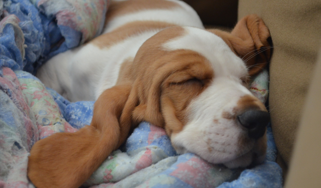 Бассет-хаунд крепко уснул на кровати