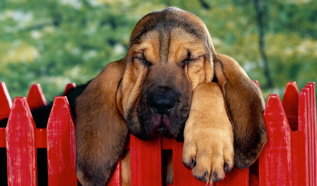 Бассет-хаунд уснул на заборе