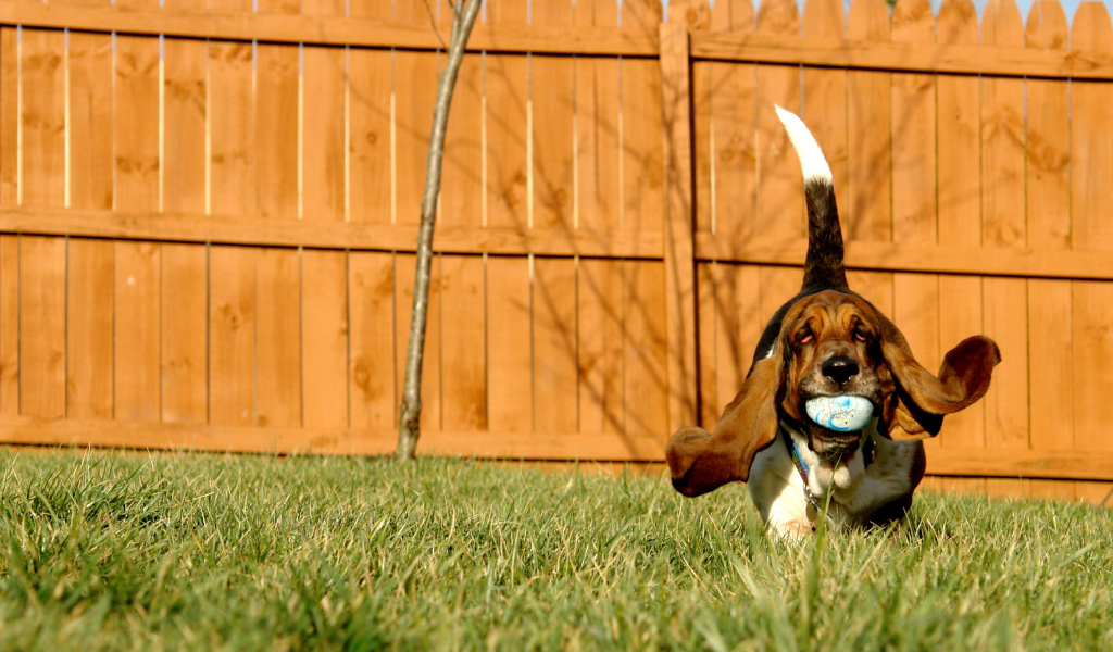 Бассет-хаунд играет с мячом