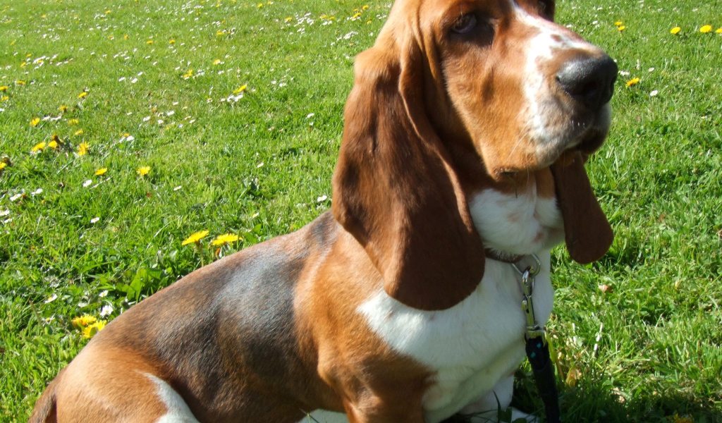 Бассет-хаунд сидит на траве