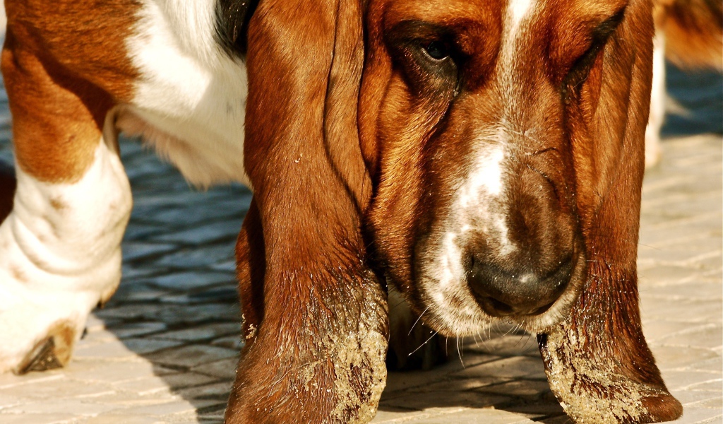 Бассет-хаунд испачкал уши в песке