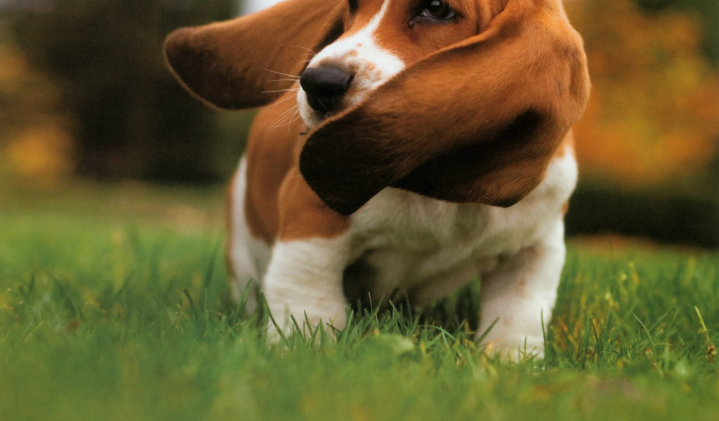 Бассет-хаунд размахивает ушами