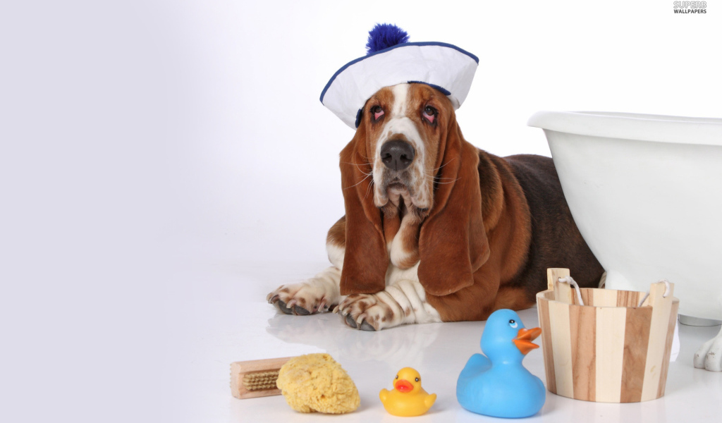 Бассет-хаунд в костюме моряка