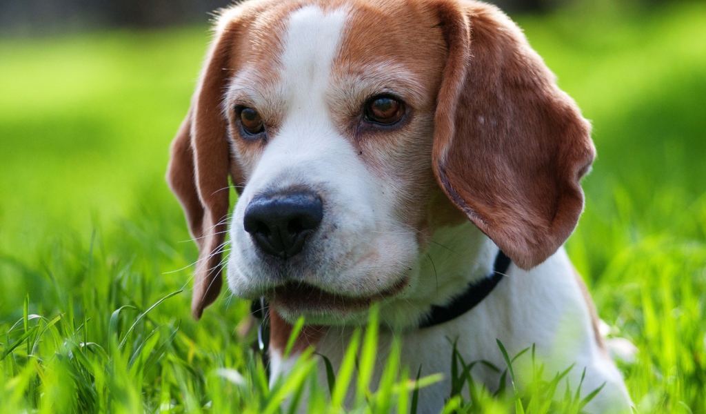 Милая собака породы бигль спряталась в траве