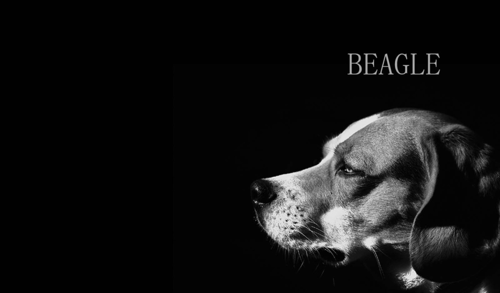 Собака породы бигль, чёрно-белая картинка