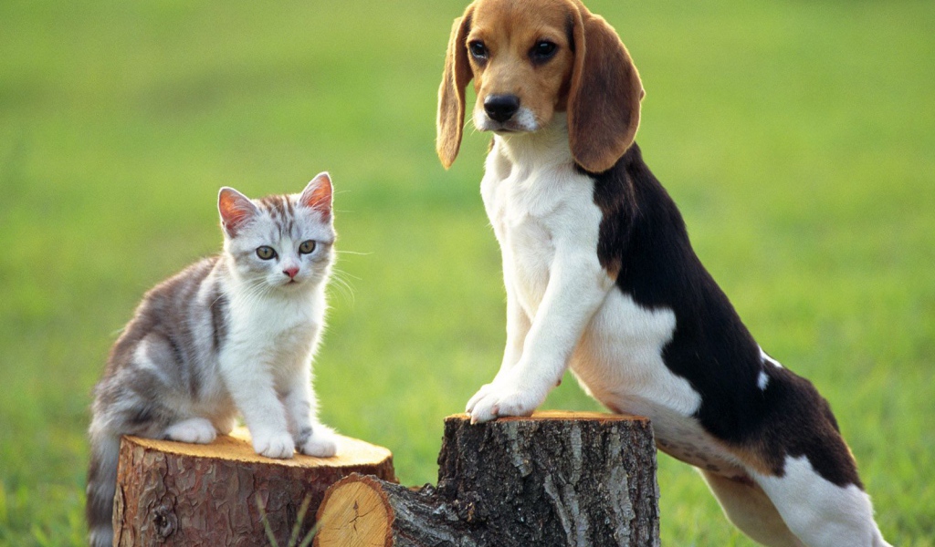 Собака породы бигль и котёнок