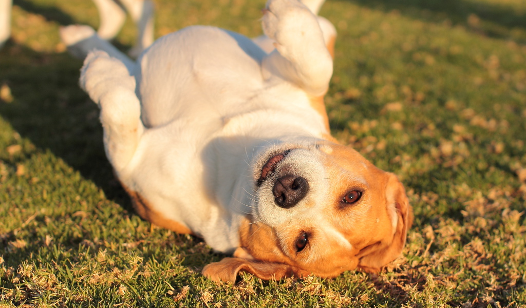 Собака породы бигль развалилась на траве