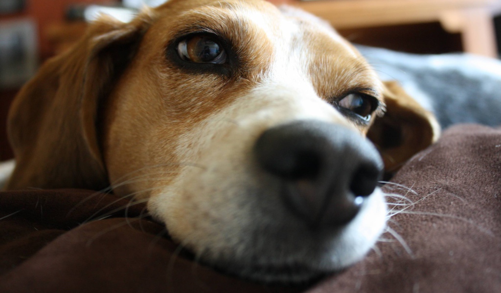 Собака породы бигль мечтает о косточке