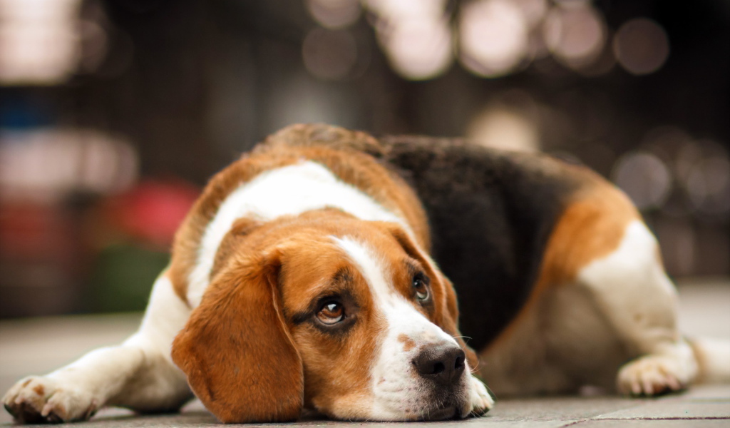 Собака породы бигль мечтает о чём-то
