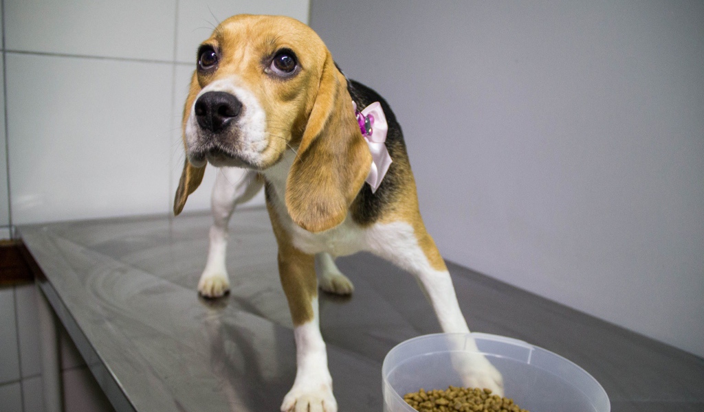 Собака породы бигль собирается поесть