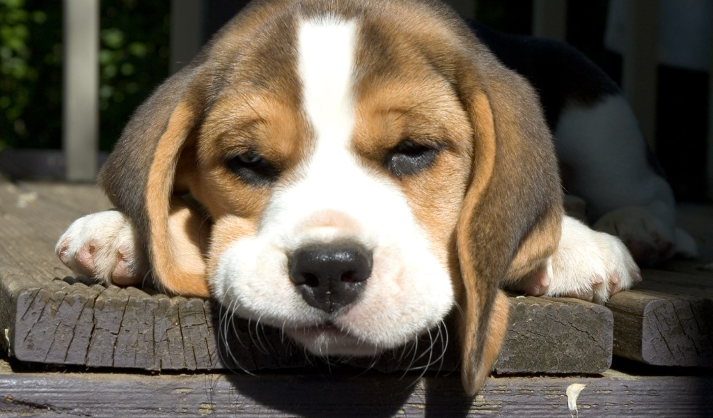 Собака породы бигль грустит