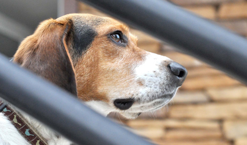 Собака породы бигль о чём-то задумалась