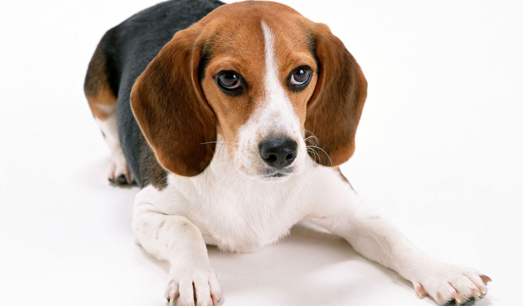 Собака породы бигль лежит на белом фоне