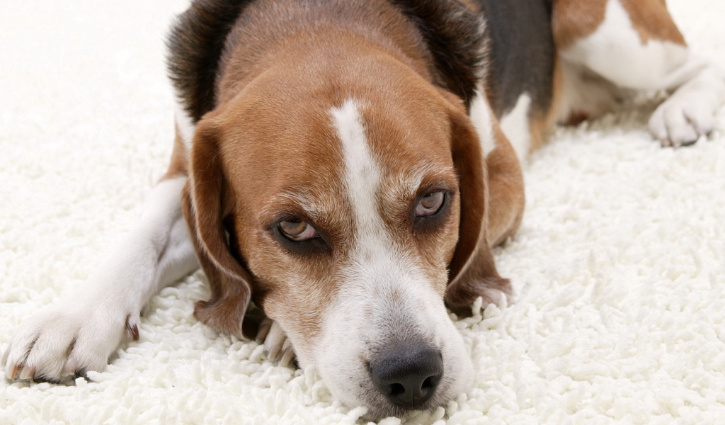 Собака породы бигль лежит на белом ковре