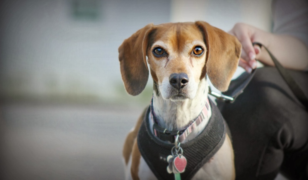 Beagle dog on a leash