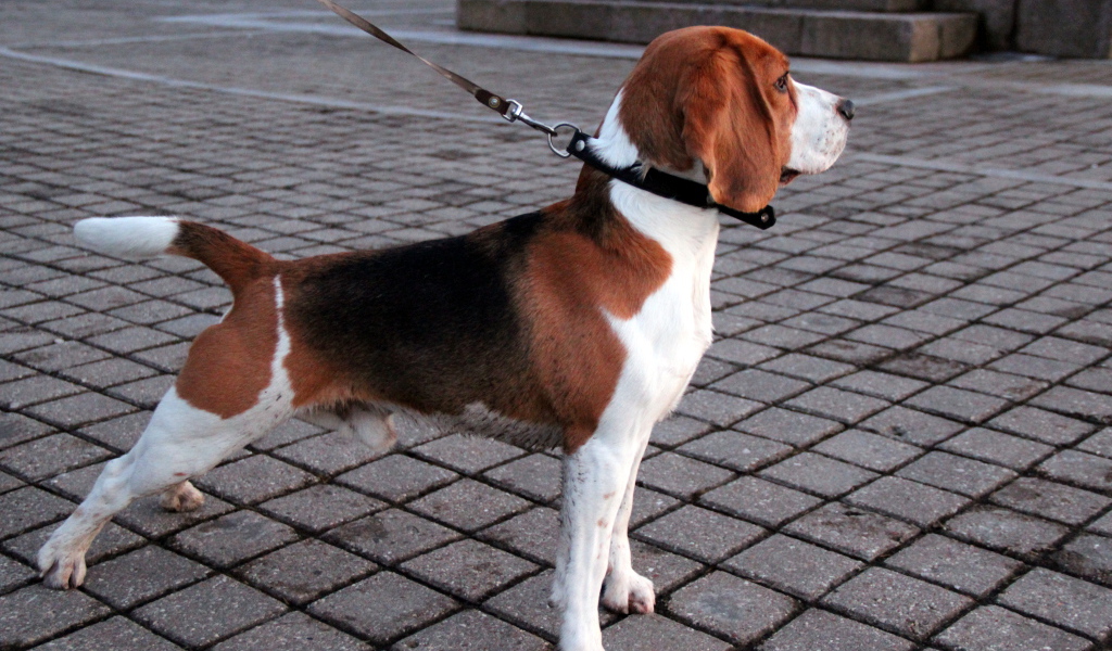 Собака породы бигль на тротуаре