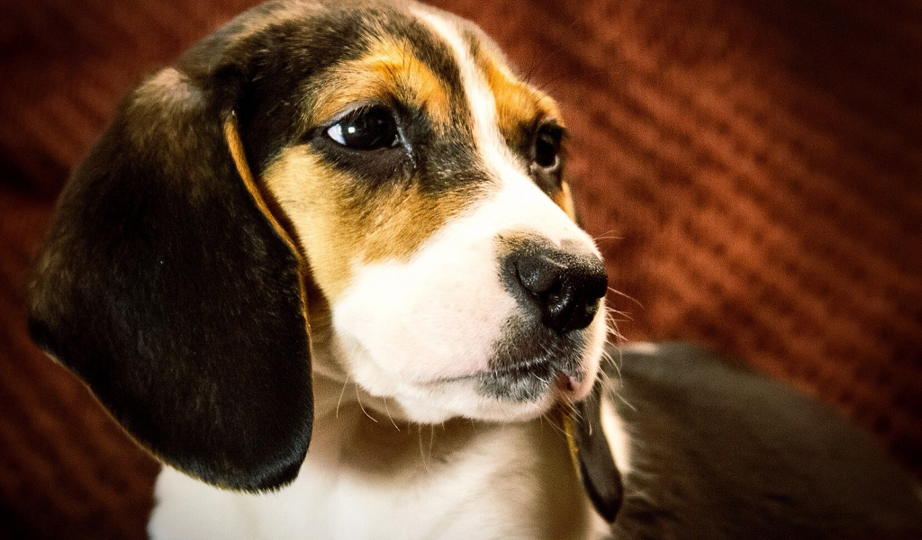 Портрет собаки породы бигль на коричневом фоне