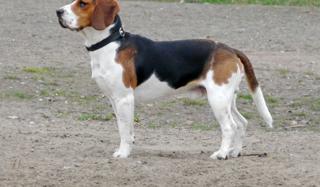 Собака породы бигль кого-то увидела