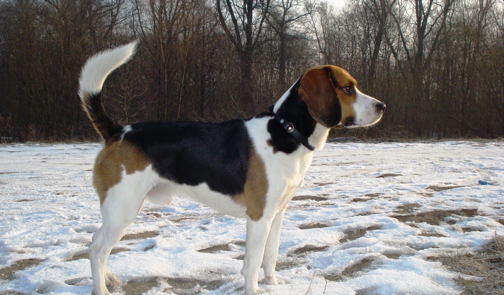 Beagle dog saw someone in winter