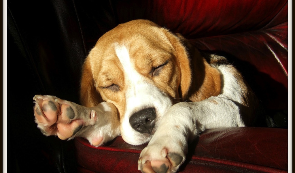 Собака породы бигль спит на бордовом диване