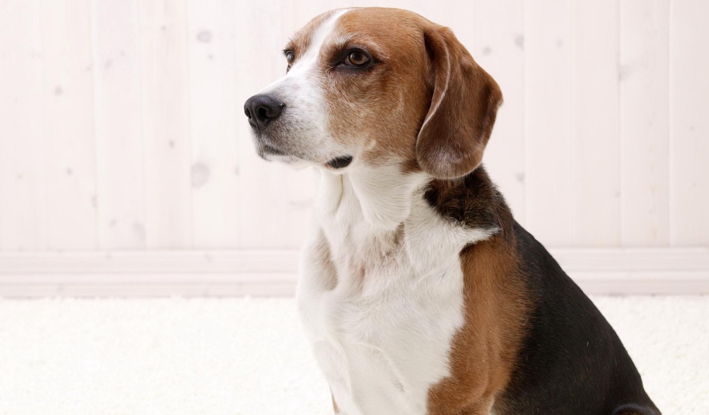 Собака породы бигль ждёт команду