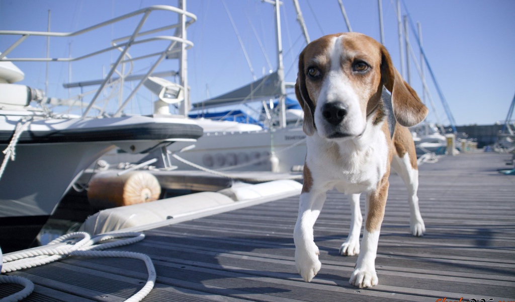 Собака породы бигль идёт по мостику