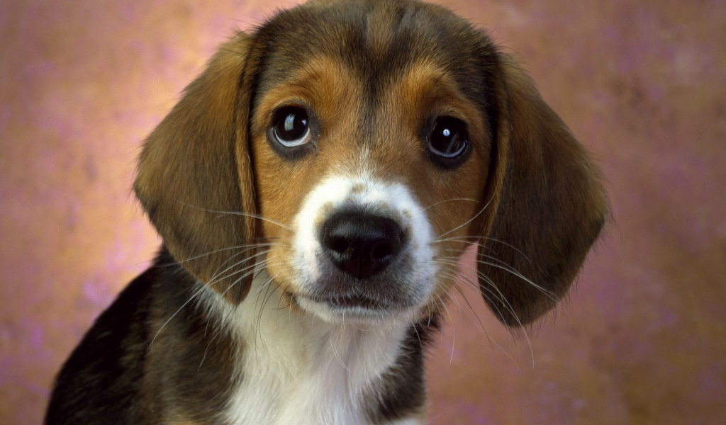 Щенок породы бигль смотрит на хозяина