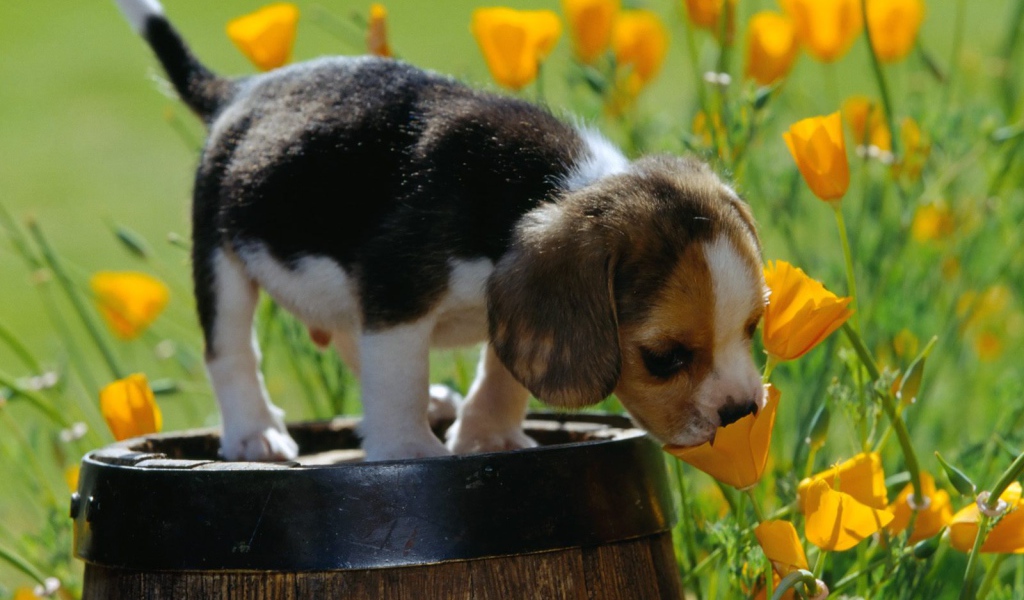 Щенок породы бигль нюхает цветок
