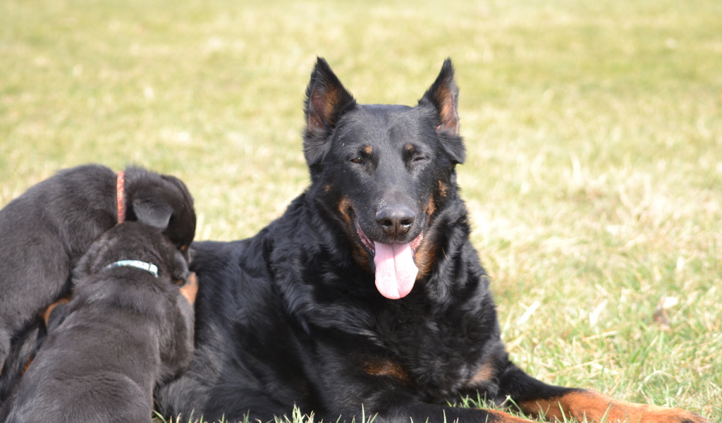 Собака босерон и её щенки