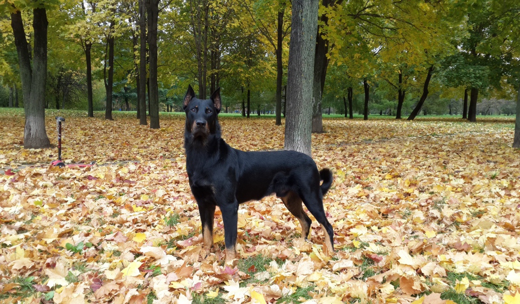 Красивый босерон в осеннем лесу
