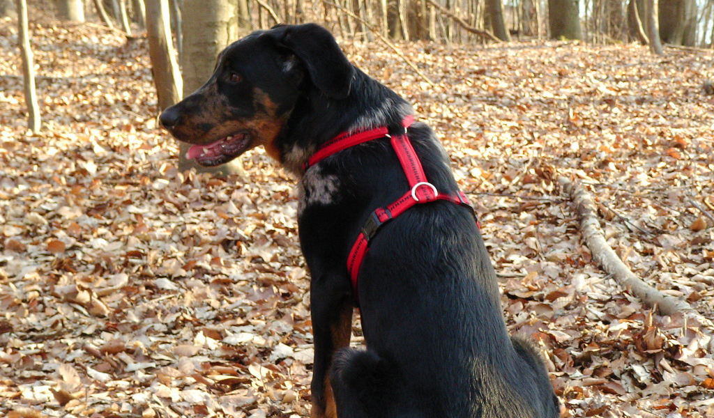 Босерон в осеннем лесу