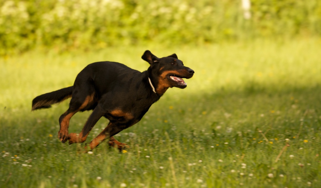 Босерон  бежит сломя голову