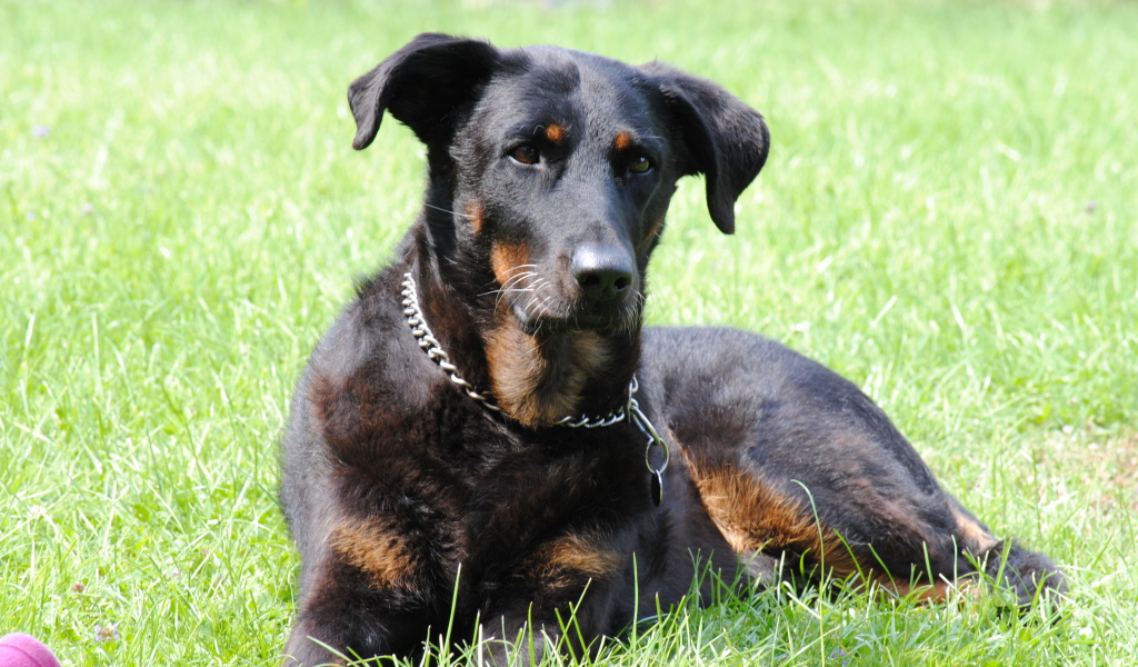 Красивый босерон лежит во дворе дома