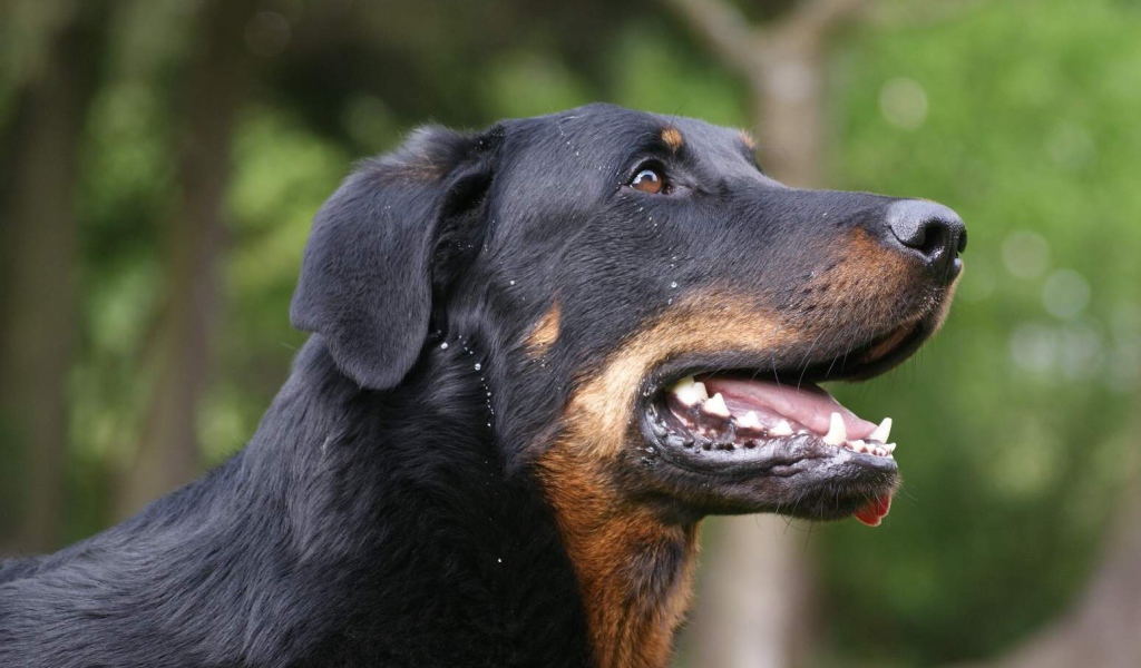 Босерон на фоне деревьев