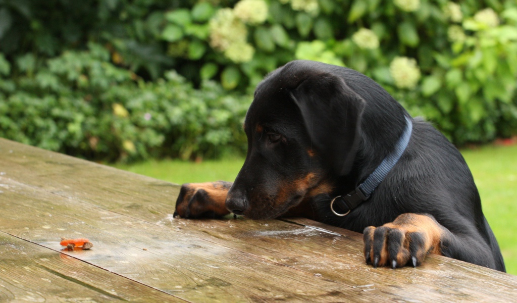 Щенок босерона что-то нашёл на столе