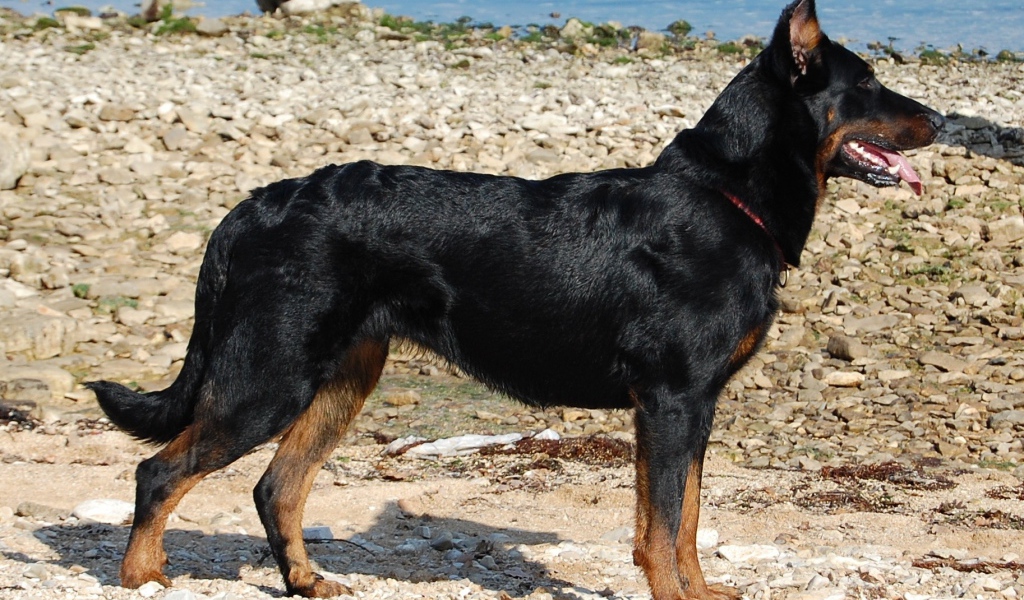 Босерон стоит на каменистом берегу